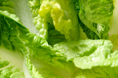 Baby Gem Lettuce