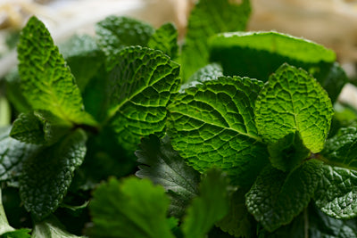 Mint and Coriander